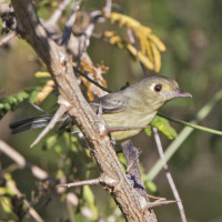 Cuban Vireo